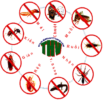 Dịch vụ diệt côn trùng hiệu quả - Công Ty Cổ Phần Vệ Sinh Công Nghiệp Hoàn Mỹ